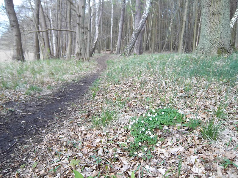 Waldweg im Nationalpark